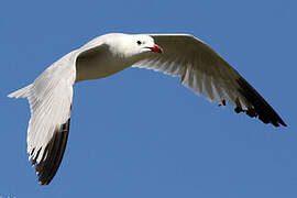 Audouin's Gull