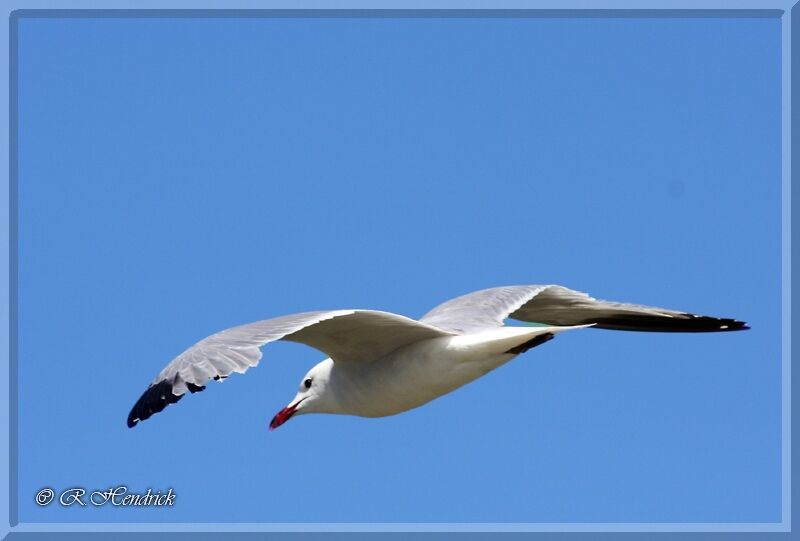 Audouin's Gull