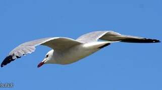 Audouin's Gull