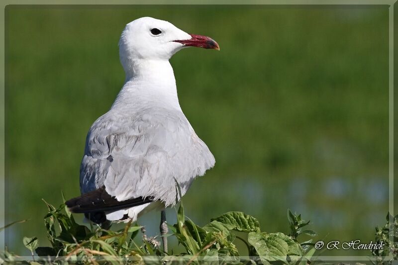 Audouin's Gull