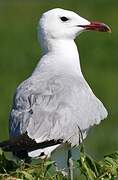 Audouin's Gull