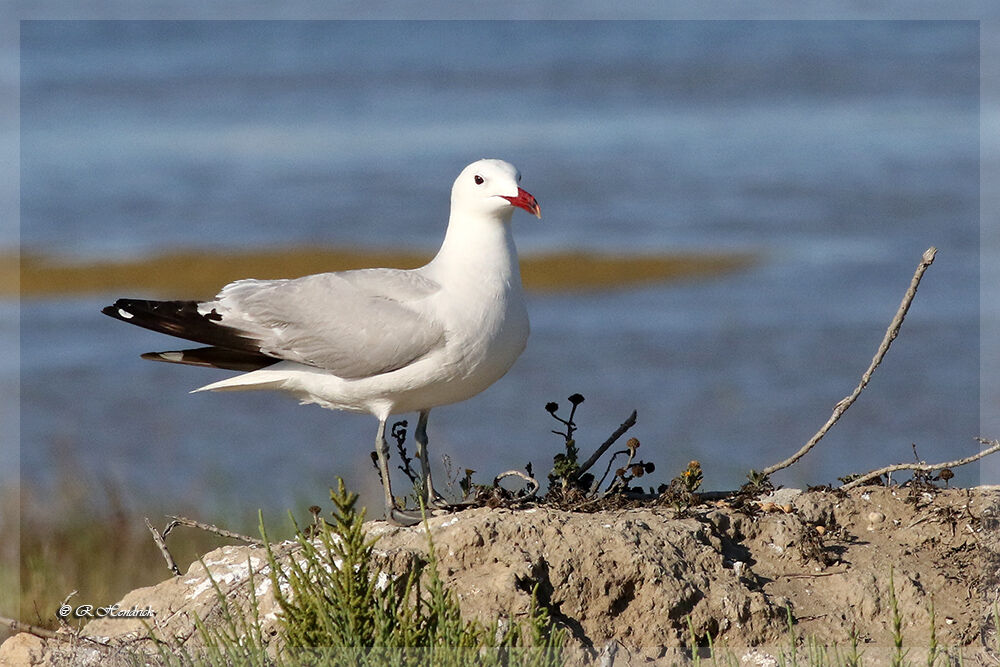 Audouin's Gull