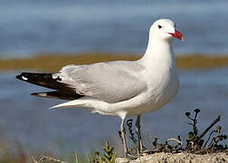 Audouin's Gull