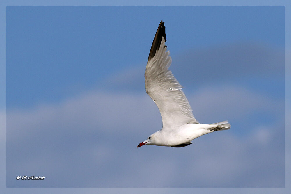 Audouin's Gull