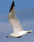 Audouin's Gull