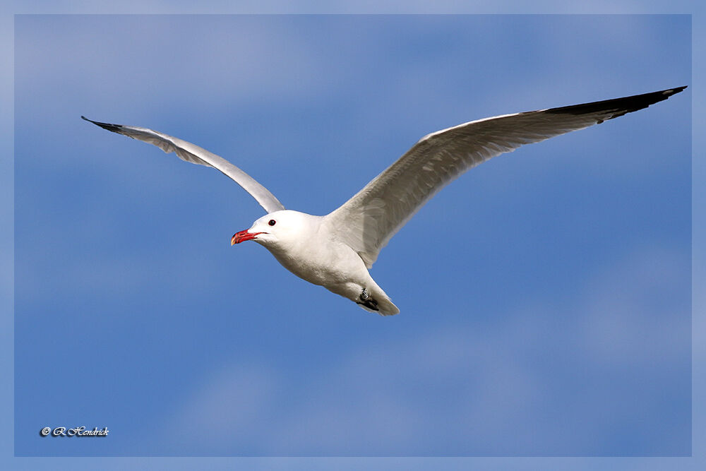 Audouin's Gull