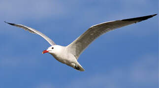 Audouin's Gull