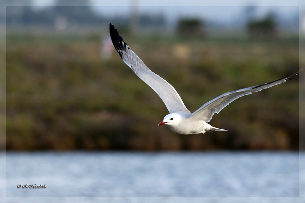 Audouin's Gull