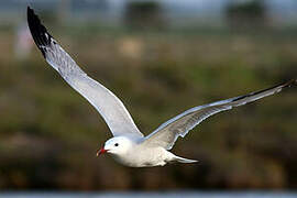 Audouin's Gull