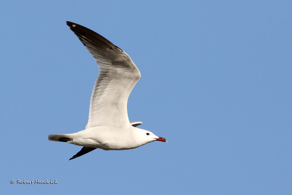 Audouin's Gull