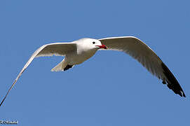 Audouin's Gull