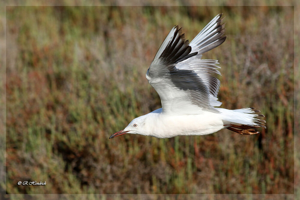 Slender-billed Gull