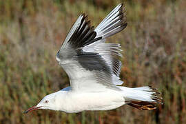 Slender-billed Gull