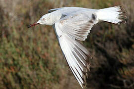 Slender-billed Gull