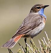 Bluethroat