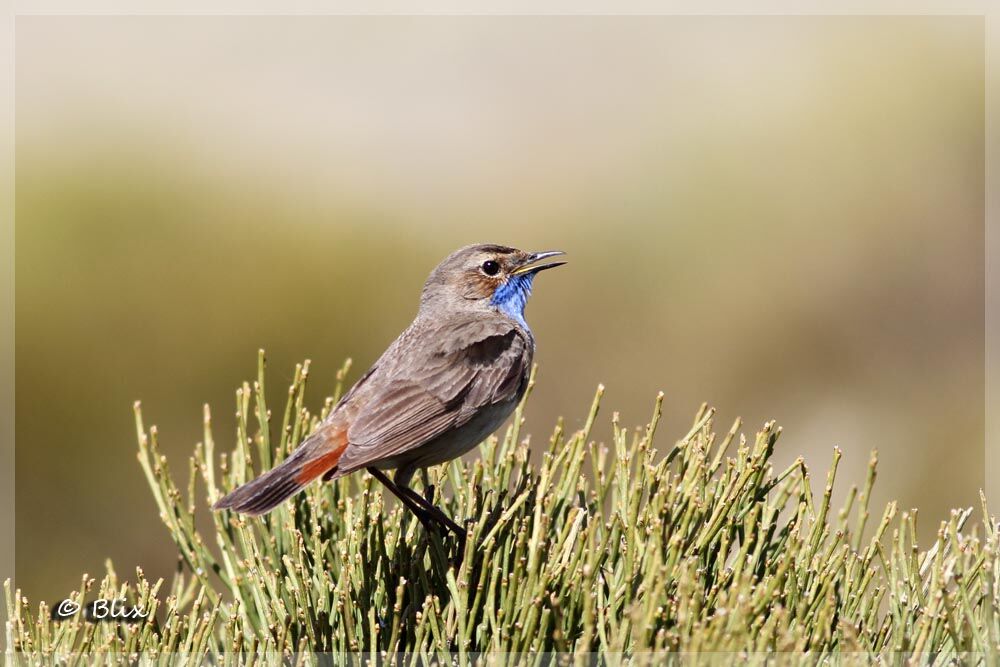 Bluethroat