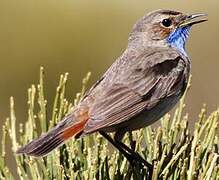 Bluethroat