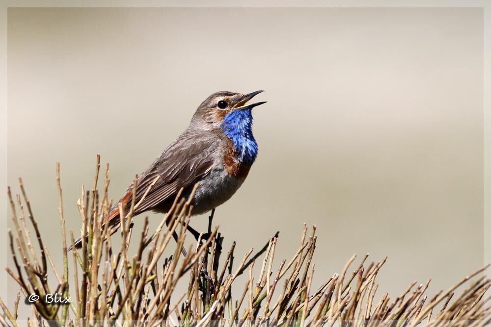 Bluethroat