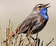 Bluethroat