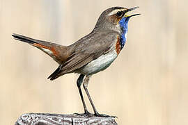 Bluethroat