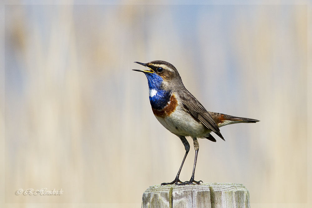 Bluethroat