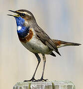 Bluethroat