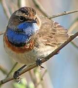 Bluethroat