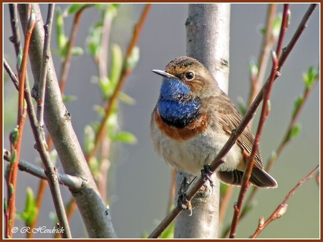 Bluethroat