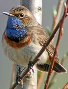 Bluethroat