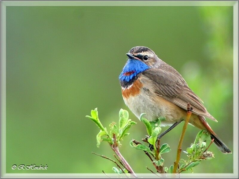 Bluethroat