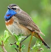 Bluethroat