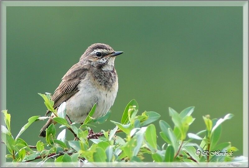 Bluethroat