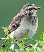 Bluethroat