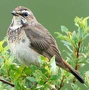 Bluethroat