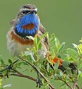 Bluethroat