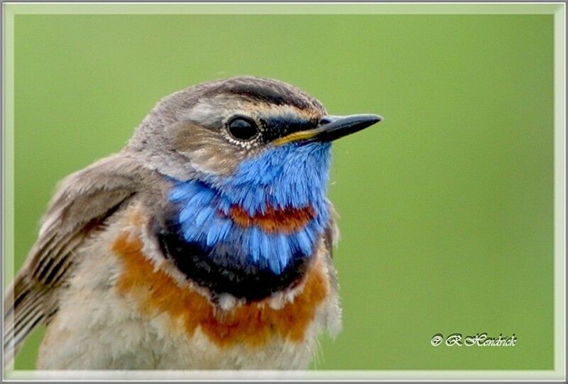 Bluethroat