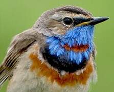 Bluethroat