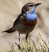 Bluethroat