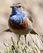 Bluethroat