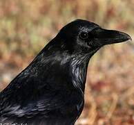 Northern Raven