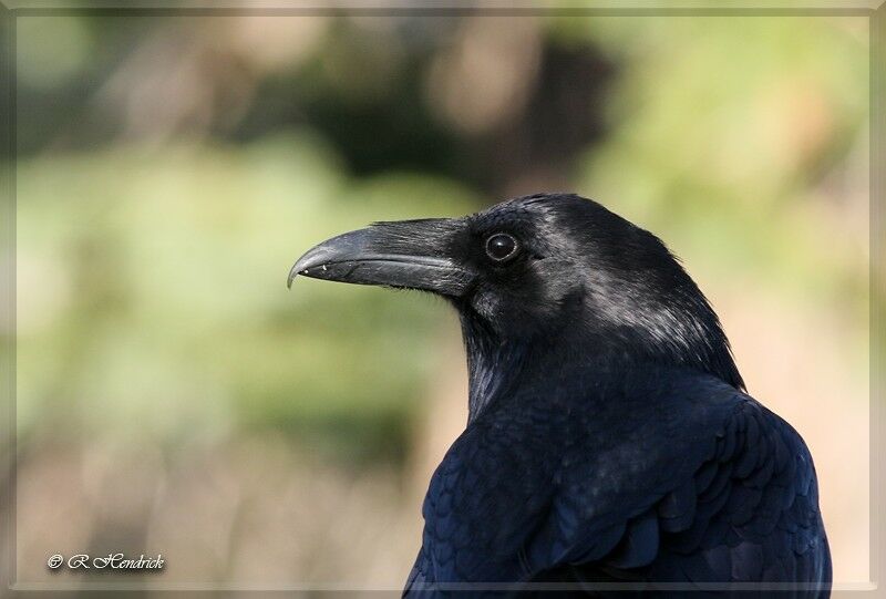 Northern Raven