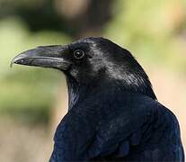 Northern Raven