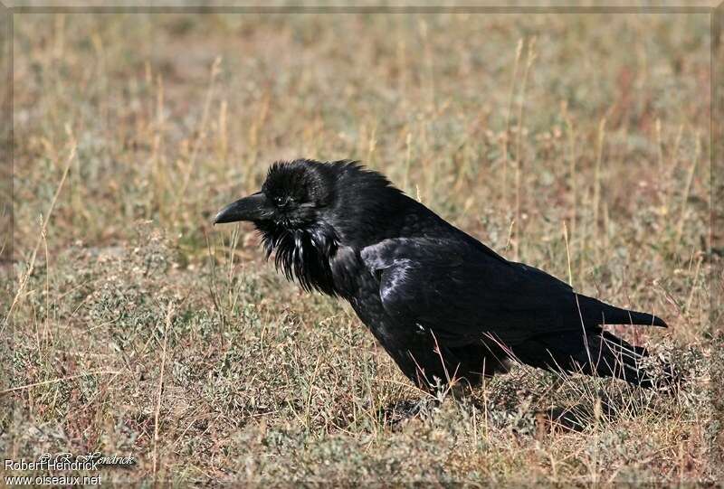 Northern Ravenadult, Behaviour