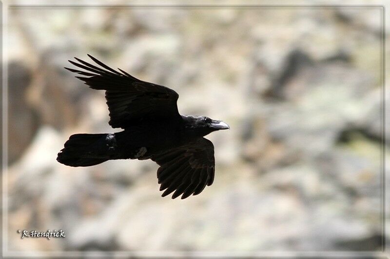 Northern Raven