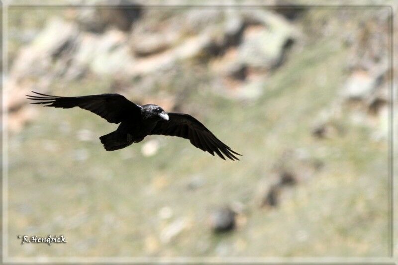 Northern Raven