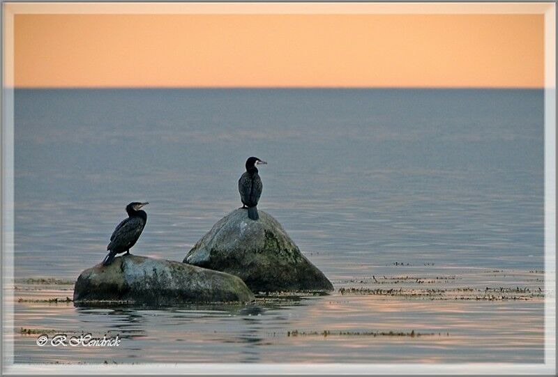 Great Cormorant