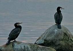 Great Cormorant