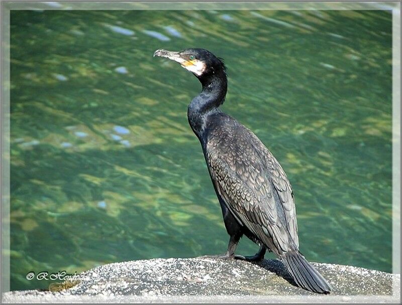 Great Cormorant