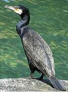 Great Cormorant