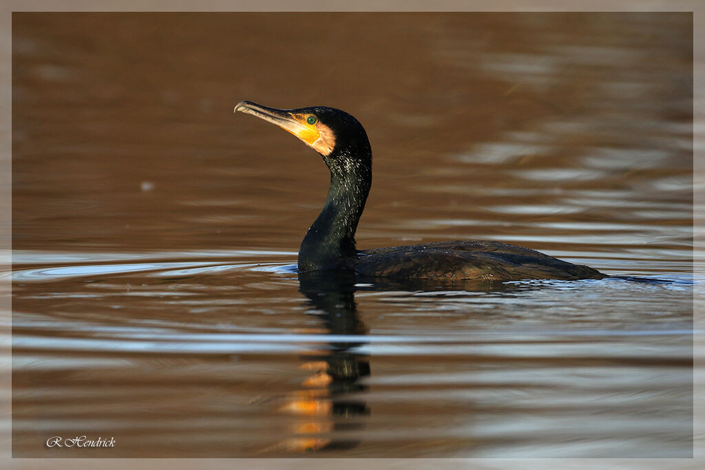 Great Cormorant